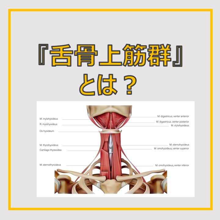 舌骨上筋群について | エアルボイストレーニングスクール