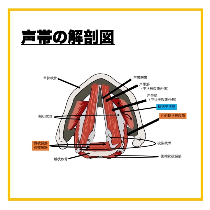 声帯の閉鎖筋と開く筋肉について 〜ボイトレ解剖学〜 | エアルボイストレーニングスクール