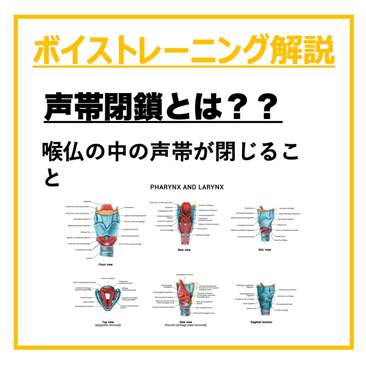 声帯の閉鎖筋と開く筋肉について 〜ボイトレ解剖学〜 | エアルボイストレーニングスクール